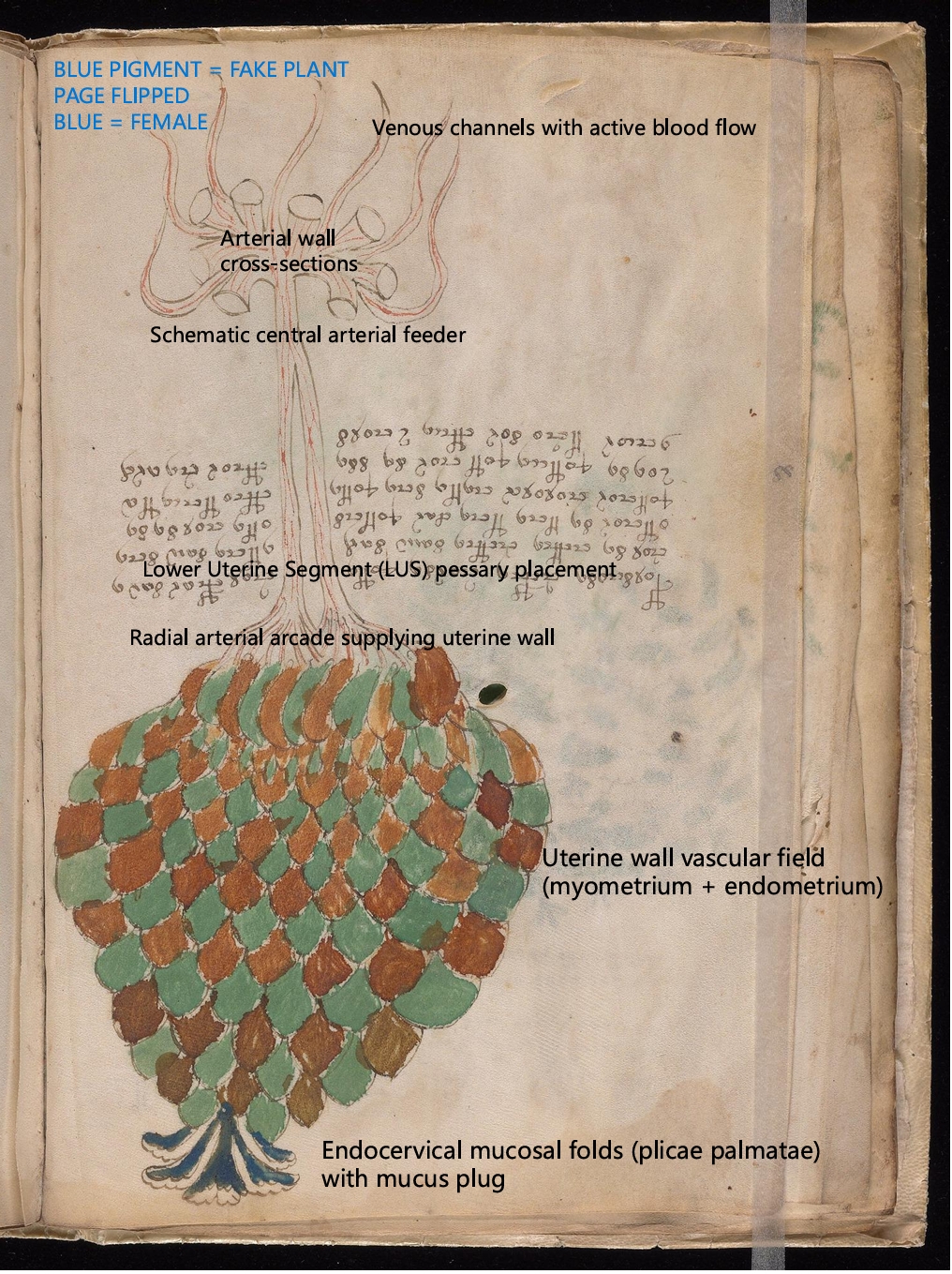 Labelled diagram of Folio 11v